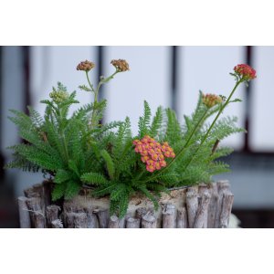 Rebríček obyčajný (Achillea millefolium) ´SKYSAIL FIRE´- kont. C1L